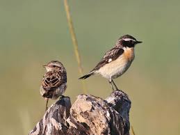 Attēlu rezultāti vaicājumam “Saxicola rubetra juvenile”