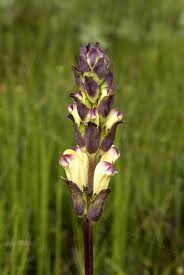 Attēlu rezultāti vaicājumam “Pedicularis sceptrum-carolinum leaf”