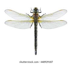 Attēlu rezultāti vaicājumam “Brachytron pratense”