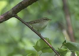 Image result for Phylloscopus borealis
