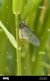 Attēlu rezultāti vaicājumam “Ephemera sp.”