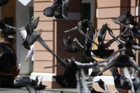 Image result for Meridian Racing Pigeon Lofts