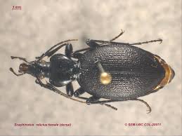 Attēlu rezultāti vaicājumam “Cychrus caraboides”