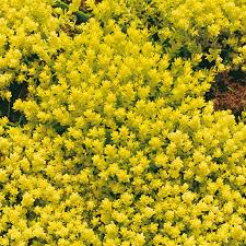 Image result for Mauerpfeffer