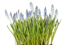 Attēlu rezultāti vaicājumam “Muscari botryoides leaf”