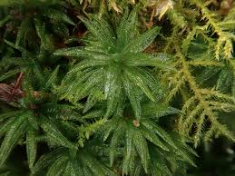 Attēlu rezultāti vaicājumam “Atrichum undulatum sporophyte”