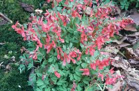 Attēlu rezultāti vaicājumam “Corydalis solida”