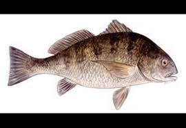 Image result for Pogonias cromis