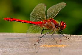 Attēlu rezultāti vaicājumam “Sympetrum sanguineum male”