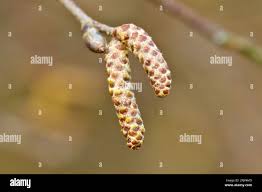 Attēlu rezultāti vaicājumam “Betula humilis male flower”