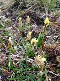 Attēlu rezultāti vaicājumam “Carex caryophyllea flower”