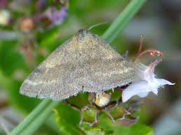 Attēlu rezultāti vaicājumam “Phytometra viridaria”