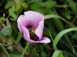 Attēlu rezultāti vaicājumam “Papaver somniferum flower”