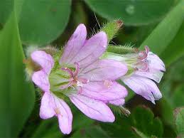 Attēlu rezultāti vaicājumam “Geranium pusillum flower”