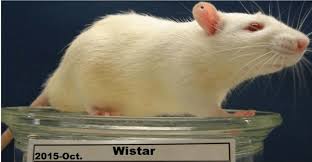 Attēlu rezultāti vaicājumam “Rattus norvegicus”