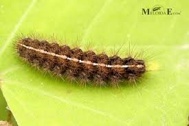 Attēlu rezultāti vaicājumam “Diacrisia sannio”