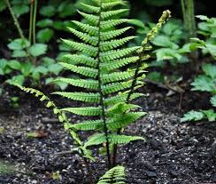 Attēlu rezultāti vaicājumam “Dryopteris”