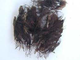 Attēlu rezultāti vaicājumam “Stemonaria irregularis”