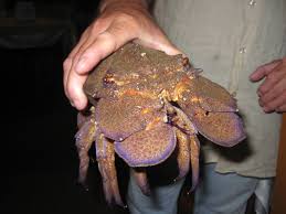 Image result for Scyllarides latus