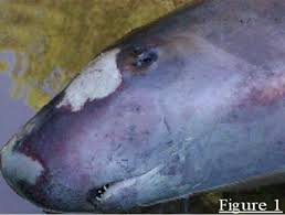 Image result for Kogia breviceps