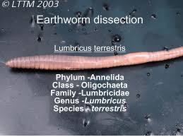 Attēlu rezultāti vaicājumam “Lumbricidae”