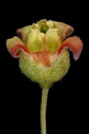 Attēlu rezultāti vaicājumam “Ribes nigrum flower”