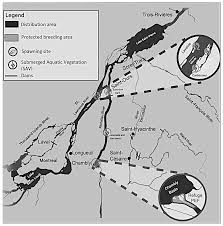 Image result for Moxostoma hubbsi