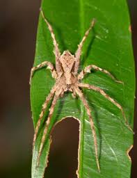 Attēlu rezultāti vaicājumam “Miturgidae”