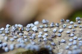 Attēlu rezultāti vaicājumam “Didymium minus”