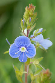 Attēlu rezultāti vaicājumam “Veronica chamaedrys flower”