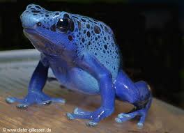 Image result for blauer baumsteiger