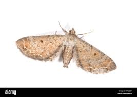 Attēlu rezultāti vaicājumam “Eupithecia tenuiata”