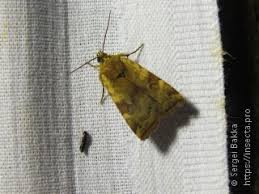 Attēlu rezultāti vaicājumam “Cryptocala chardinyi”