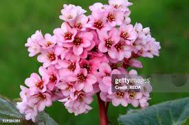 Attēlu rezultāti vaicājumam “Bergenia crassifolia flower”