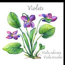 Attēlu rezultāti vaicājumam “Viola odorata bud”