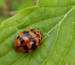 Attēlu rezultāti vaicājumam “Adalia bipunctata imago”