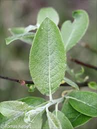 Attēlu rezultāti vaicājumam “Salix caprea leaf”
