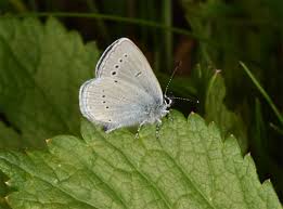 Attēlu rezultāti vaicājumam “Cupido minimus underside”