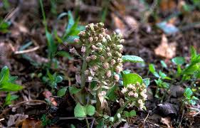 Attēlu rezultāti vaicājumam “Petasites hybridus flower”