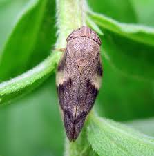 Attēlu rezultāti vaicājumam “Aphrophora alni”