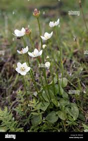 Attēlu rezultāti vaicājumam “Parnassia palustris fruit”