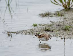 Attēlu rezultāti vaicājumam “Calidris minuta”