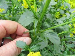 Attēlu rezultāti vaicājumam “Barbarea vulgaris subsp. arcuata fruit”