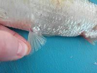 Image result for Alosa chrysochloris