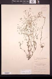 Attēlu rezultāti vaicājumam “Draba nemorosa fruit”