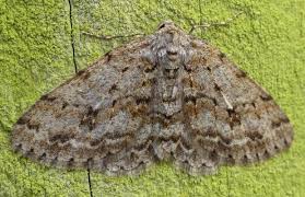 Attēlu rezultāti vaicājumam “Ectropis crepuscularia”