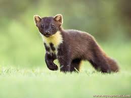 Attēlu rezultāti vaicājumam “Martes martes”