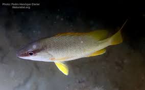 Image result for Lutjanus cyanopterus
