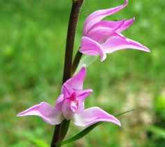 Attēlu rezultāti vaicājumam “Cephalanthera rubra leaf”