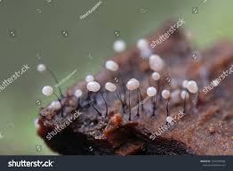 Attēlu rezultāti vaicājumam “Craterium minutum stalked”